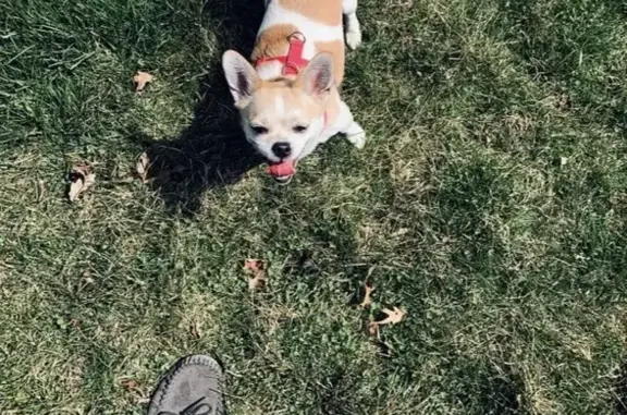 Lost dog, female, Grand Haven Circle, Romeoville — pointy ears and curled tail - photo
