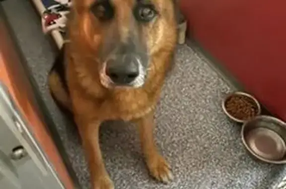 Found dog Buckeye, photo: Found Dog, West McDowell Road, 20785, Buckeye, Buckeye — Male German Shepherd, 15+ Years Old