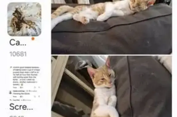 Lost cat, male, William Street, Newcastle-Maitland, Heddon Greta — ginger with a white chest - photo
