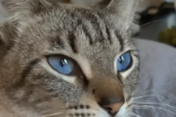 Lost male cat, Terradyne Drive...