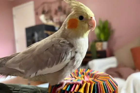 Lost bird, female, Pebble Hill...