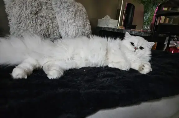 Lost cat, Kansas City, Kansas,...