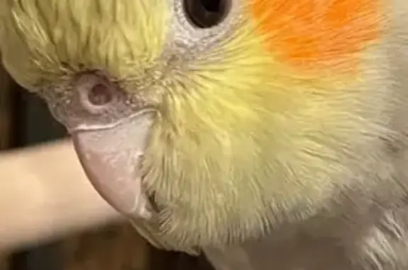 Lost bird, Sterling Avenue, 76...