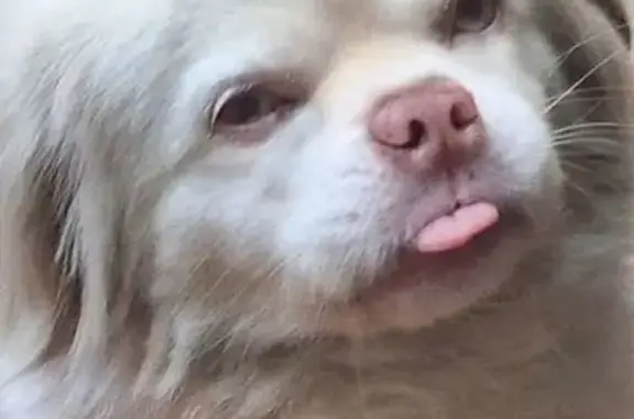Cachorro perdido, Rua Santo Antônio do Pinhal, 2032 — pelo branco - photo