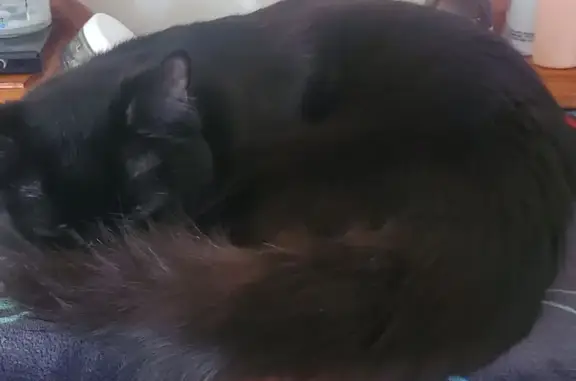 Lost male cat, Shea Street, Moorabool, Bacchus Marsh — black with brown fluffy fur - photo