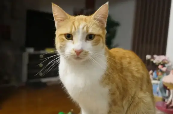 Lost pets Brimbank, photo: Lost cat, Gum Road, Brimbank — female with a striped tail