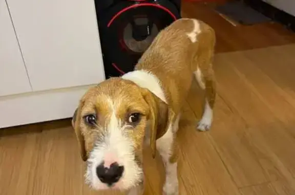 Perro perdido en Melchor Ocampo — cachorro de 5 meses con orejas grandes - photo