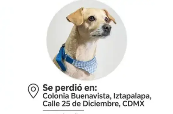 Perro perdido, macho, 25 de Diciembre, 72, Ciudad de México, Iztapalapa — pequeño y color amarillo beige - photo