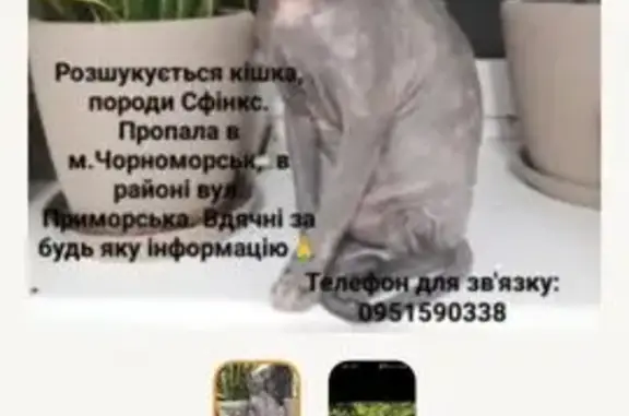 Зникла кішка, Чорноморськ, Іллічівськ — сіра дівчинка з рожевими плямами - photo