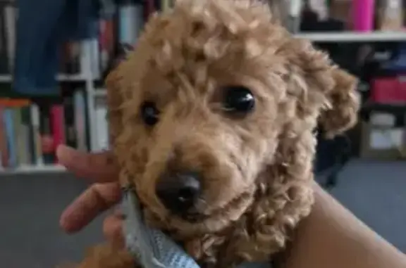 Lost pets Melbourne, photo: Lost dog, Logie Street, 15, City of Monash, Melbourne — female, brown fur