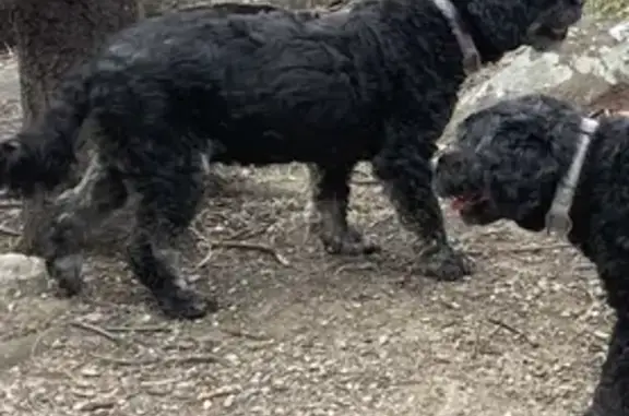 Lost female dog, black Cavoodle with light brown markings - photo