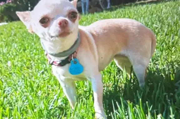 Perro perdido, hembra, Carretera del Aeropuerto, 4, Córdoba, Malaga — chihuahua de color canela claro - photo