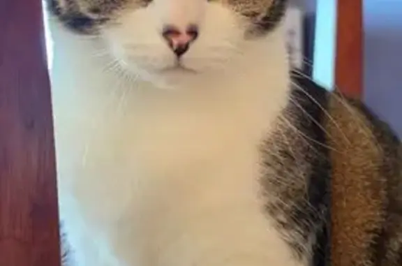 Lost female cat, Approach Road, Brisbane, Cairns — shy indoor tabby - photo
