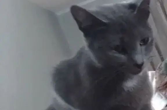 Lost cat, Manchester, Tennessee, Pigeon Forge - small grey female with a white chest patch - photo