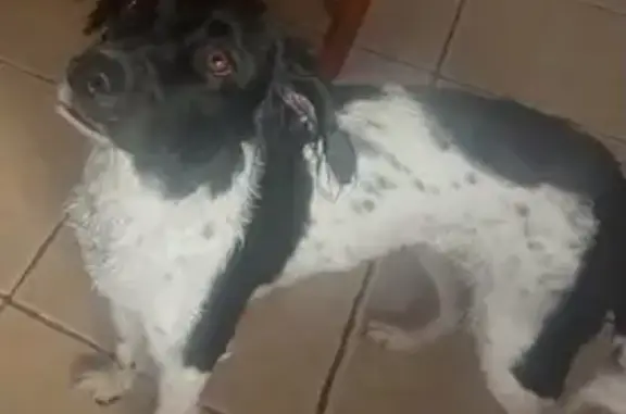 Perra perdida, Vereda Sobreviñas, Dolores, Crevillente — blanca y negra, mezcla de Spaniel - photo