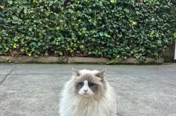 Found cat Melbourne, photo: Lost cat, Ormond Road, Port Phillip, Melbourne — female Ragdoll with blue eyes