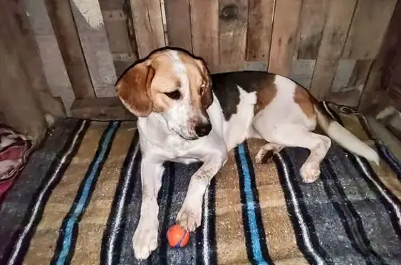 Perro perdido, Fuente de Medusa, 4506, Juarez — grande y de patas largas - photo