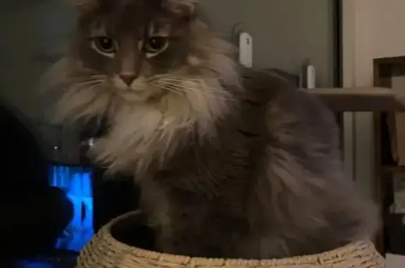 Lost pets Melbourne, photo: Lost cat, Station Street, 43, Darebin, Melbourne — male with green eyes