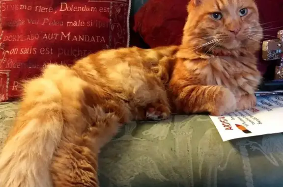 Rupert is a large, timid, ginger cat. He has long hair and a big fluffy tail. He was seen on the 14th September but gone the next morning.