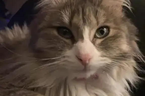 Missing cat Female, Denver (usl546587) - photo