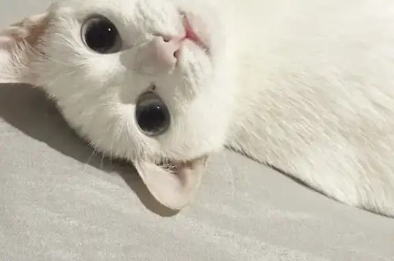 Gato encontrado Mairena del Aljarafe, foto: Gato encontrado, Calle Murillo, 34, San Juan de Aznalfarache, Mairena del Aljarafe — blanco y de ojos azules