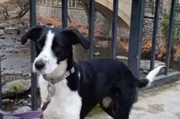 Perro perdido, Lugar Arales, 302, Güejar Sierra, Granada — hembra muy sociable - photo