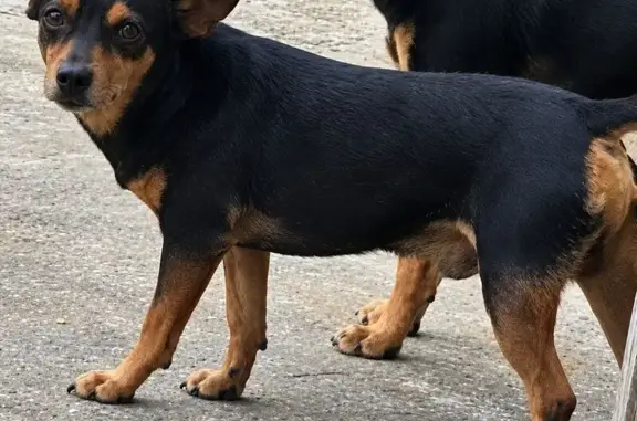 Cachorro perdido, Campinho da Serra II, Serra - ES — macho, preto e marrom - photo