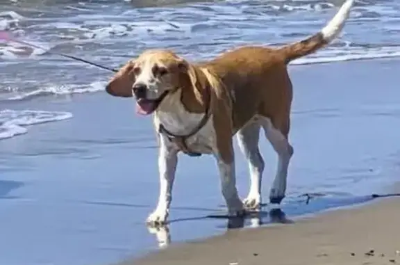 Perdido perro, hembra Beagle, Avenida Salvador Vicente, 13, Arroyo de La Miel, Torremolinos — responde al nombre de Soli - photo