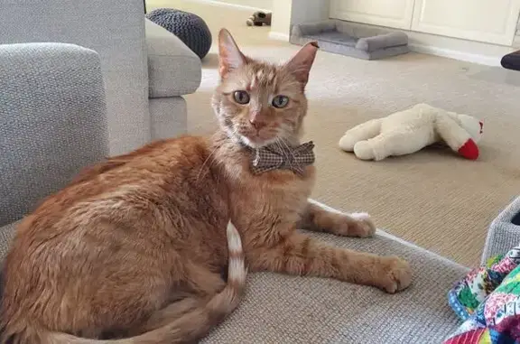 Lost cat, Benham Road, Spanish Lake — older orange male cat with a bowtie - photo
