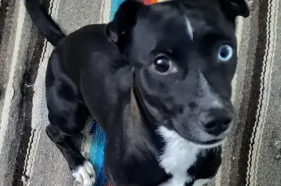 Perro encontrado, Aguascalientes, Aguascalientes — un ojo negro y otro azul - photo
