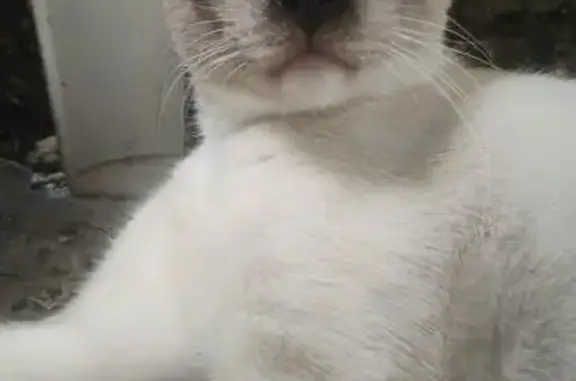 Gato perdido macho, Avenida Desembargador João Machado, Manaus — não gosta de colo - photo