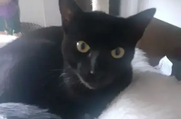 Gato perdido, Carrer de Molí d...