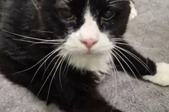 Lost cat, Hollywood Avenue, 670, Salt Lake City — old male, skinny - photo