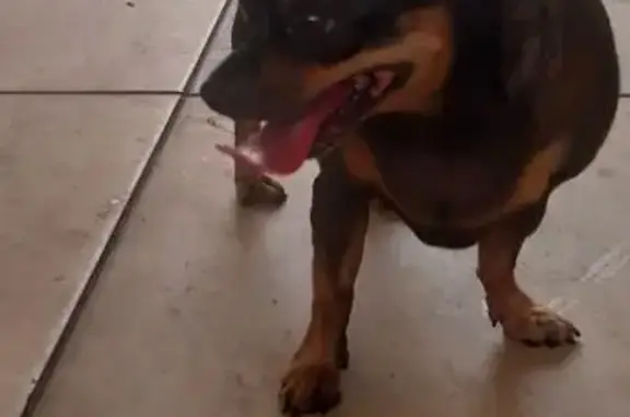 Cachorro encontrado, Rua Paraguaçu, 428 — fêmea pinscher preta e marrom - photo