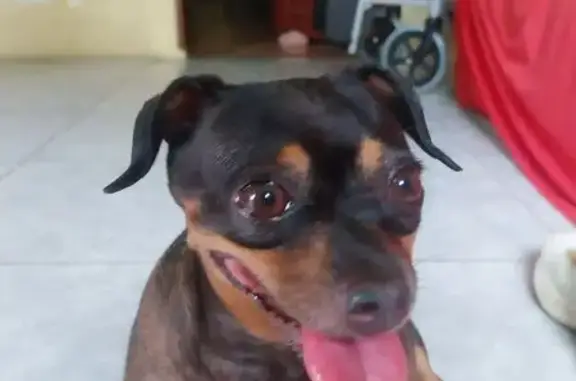 Cachorro perdido, fêmea, Alvorada 2, Manaus — pinscher gordinha - photo