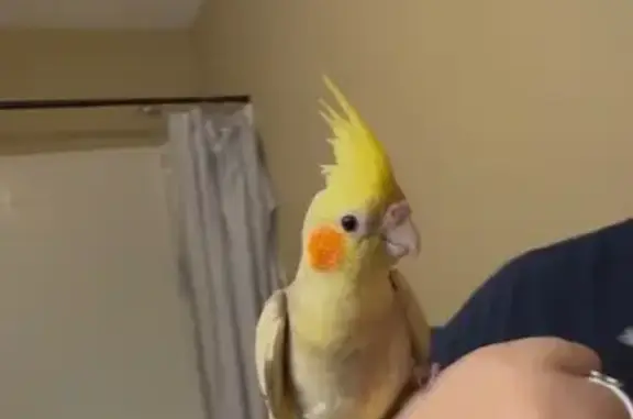 Lost bird, Acushnet Drive, 437...
