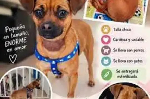 Perro encontrado Iztapalapa, foto: Perro encontrado, hembra, Cihuatl, 93, Ciudad de México, Iztapalapa — sin cola