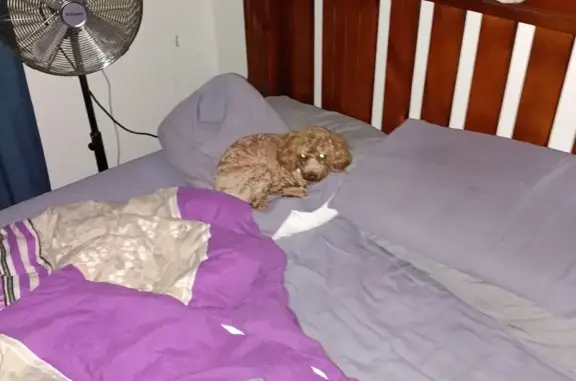 Lost dog, O'Sullivan Road, 158A, Sydney, Campbelltown — male toy poodle - photo