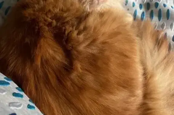 Lost cat, Gloucester Street, Prospect, Strathfield — shy ginger male - photo