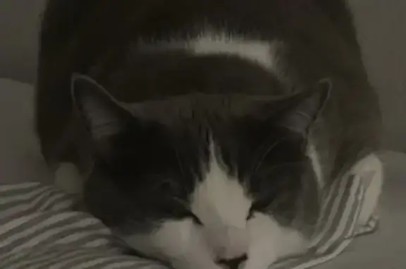 Lost cat, West Ray Road, 3600, Chandler — white-gray coat and green eyes - photo