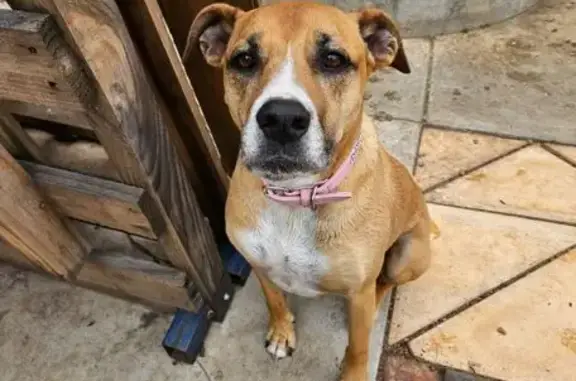Missing dog Broken Hill, photo: Lost dog, King Street, 30, Broken Hill — female Rhodesian Ridgeback with a chest scar