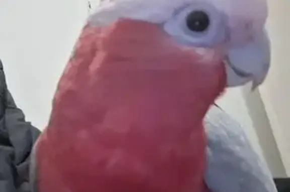 Lost bird, Hornet Crescent, 80, Playford, Salisbury — female, tame and says “Beebee” - photo