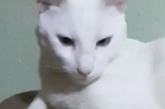 Gato perdido macho, blanco y e...