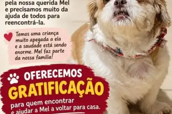 Cachorro perdido, fêmea, Rua Antônio Martins Fernandes, 34 — branca e marrom - photo
