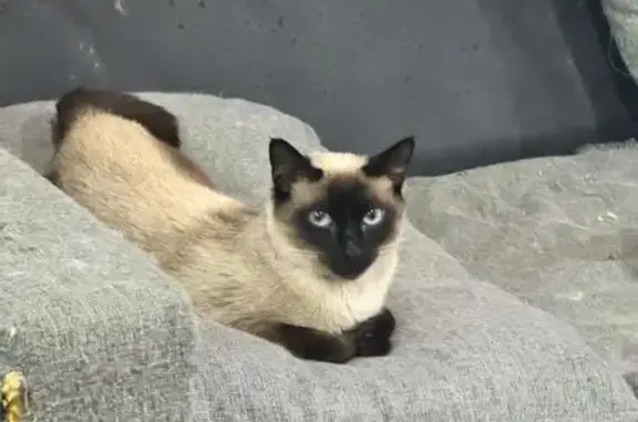 Gato perdido, Chimalhuacan Cal...