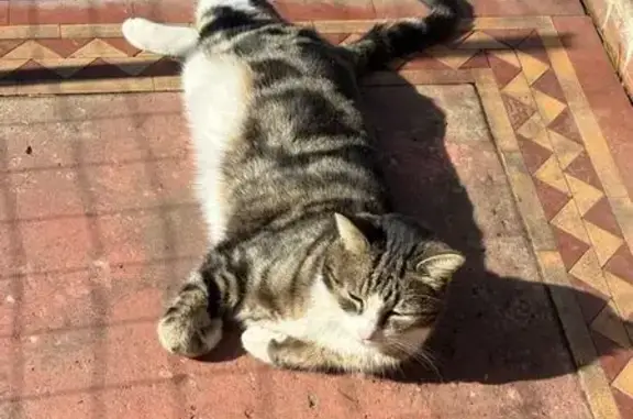 Lost cat, Elizabeth Street, 62, Inner West Council, Canada Bay — male tabby with a weeping left eye - photo