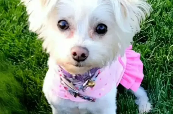 Lost dog, Riverside Dr & Lankershim Blvd, Azusa — tiny white female, 5 lbs - photo