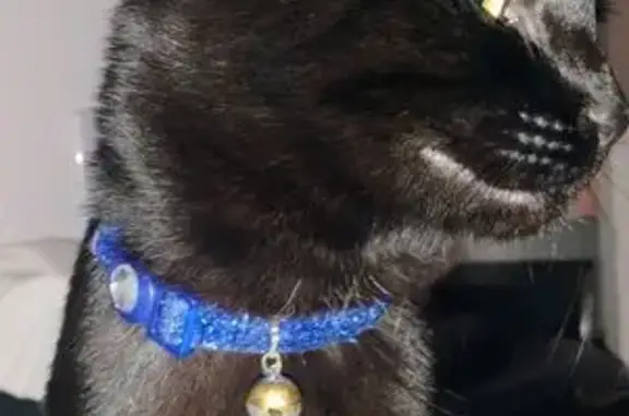 Missing cat Tucson, photo: Lost female cat, Placita Tejano, Tucson — black coat and big yellow eyes