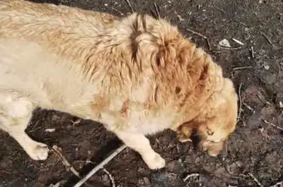 Зникла собака, проспект Сергія Нігояна, 8, Дніпро — самець, світлого кольору - photo