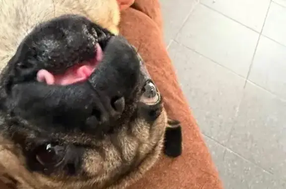 Perro perdido, San Rafael, 124, Ciudad Nezahualcóyotl, Ciudad Nezahualcoyotl — pug pequeño y delgado - photo